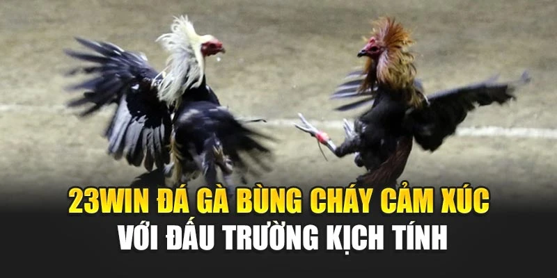 23win Đá Gà Bùng Cháy Cảm Xúc Với Đấu Trường Kịch Tính