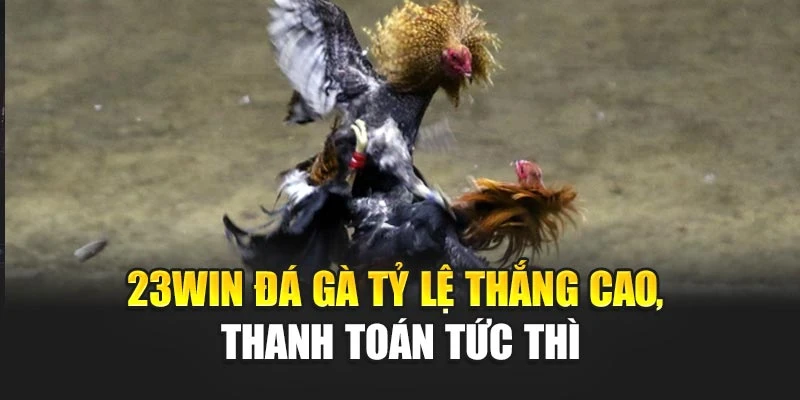 23win đá gà tỷ lệ thắng cao, thanh toán tức thì