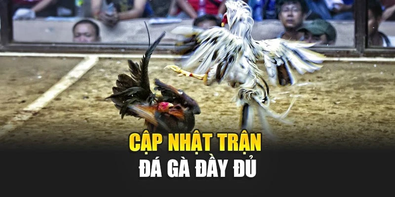 Cập nhật trận đá gà đầy đủ